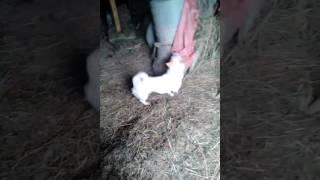 Бім знайшов кота