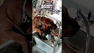 Animal Invaders | Animal Watch