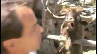 ANGRY GOAT SCREAMING AT A MAN!