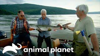 Are Kaluga Fish Preying on Humans in the Amur River? | River Monsters | Animal Planet