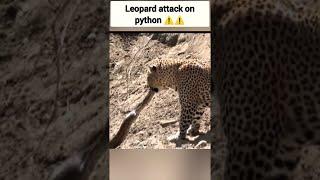 هجوم النمر على الثعبان. # شورت # ليوبارد # animalfight #wildanimal