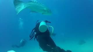 Buceando en Cabo Pulmo lugar : El barco  17Nov18