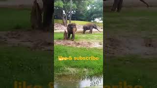 very big elephants   #shorts #viralvideo #toptrending #animals #elephant #nature @MurliwaleHausla