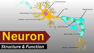 Neuron structure and function, Structure of neuron, neuron structure class 10