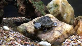 Feeding BABY Musk Turtle BIG Worms