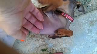 Phuket Dog Resort - PRINCESS... belly rubbing