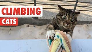 Climbing Cats | Funny Cat Compilation 2017