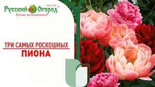 #ПИОН - обзор самых редких, коллекционных сортов. Самые ранние #сорта - самое ранее #цветение.