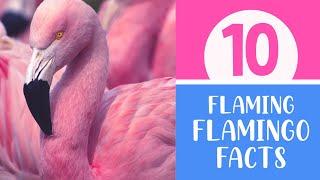 10 Flaming Flamingo Facts