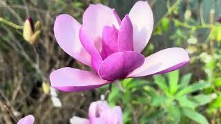 How to grow Magnolia soulangeana and care tip