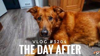 THE DAY AFTER | Vlog #3204