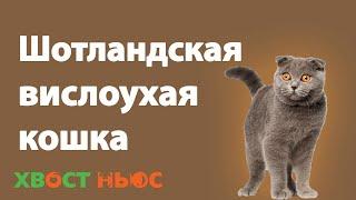 Шотландская вислоухая кошка. Все о породе, характер