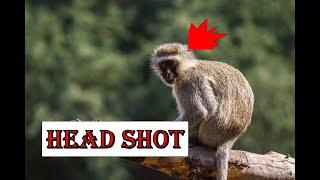 Monkey vs 7mm rem mag - Headshot Problem animal control