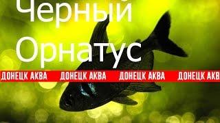 Черный орнатус, Hyphessobrycon megalopterus, как содержать, Aquarium fish, Zierfische, acquario