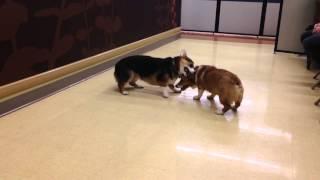 Henry and Fletcher corgi pups version of fun