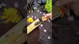 Northern snakehead fishing - SNAKEHEAD FISH #shorts  #fish #channa #viralvideo