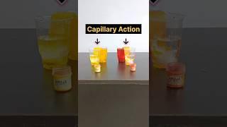 Capillary Action Experiment | Adhesion and Cohesion |#shorts #science