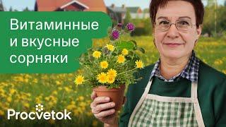 САМАЯ ПОЛЕЗНАЯ ЕДА, КОТОРАЯ САМА РАСТЕТ ПОД НОГАМИ! Съедобные дикоросы с уникальными свойствами