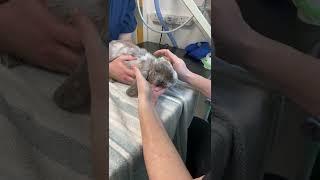 Rabbit with head tilt (Physiotherapy)