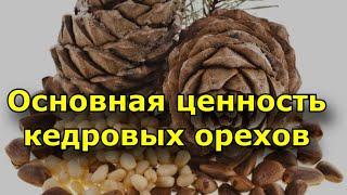 Основная ценность кедровых орехов. За что так любят кедровый орех?