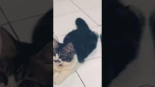 Love cats forever