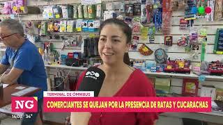 Comerciantes se quejan por la presencia de ratas y cucarachas