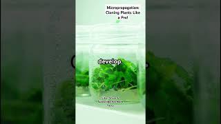 Micropropagation: Cloning Plants Like a Pro! #facts  #micropropagation #botany #plantscience  #bio