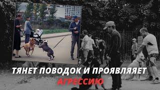 Амстафф проявляет агрессию к другим собакам. Как исправить?