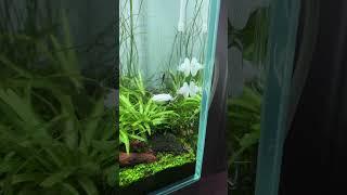 90P Nature Aquarium