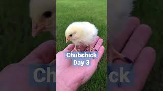 NFT Chicken - Chubchick. Day 3