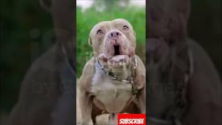 Can Pitbull protect you in a Jungle? #dogbreedfacts #americanpittbull #shortsfeed #browsefeatures