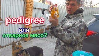 Что выберет собака: педигри или отварное мясо?