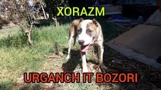 XORAZM  URGANCH IT BOZORI