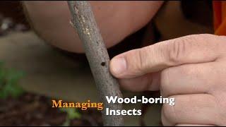 Managing Wood-Boring Insects