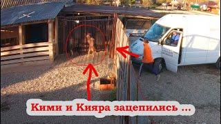 Кими напала на Кияру !!! Спайк прошёл мимо Мусы/Кияра заботится о кобелях/Волк/Питбуль/Дворняжка.