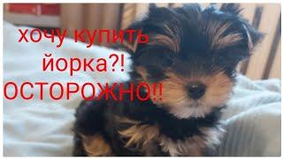 Хочу купить йорка?! ОСТОРОЖНО!!!