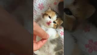 cute kittens