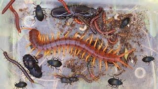 A Biggest Giant Centipede in The World I Found It This Morning #insects #aminals #giantcentipede