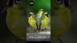 CALL DOUBLE pleci jantan ampuh pancing pleci bahan #pleci #pancinganpleci #shorts