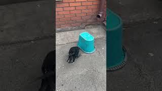 Дуже розумний Ворон Мунька! Як Вам цей птах?
