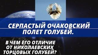 Серпастый очаковский полет голубей. В чем его отличие от николаевских торцовых голубей.