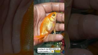 Fish lovers  !! #facts #fishlover #viralshort #trendingshorts #goldfish #goldenfish #fish