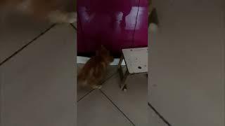 Котенок Мейн-кун отрывает цоколь кухни. The Maine Coon kitten.