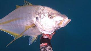 El jurel de mi vida, 6.6 kg a la espera (Pseudocaranx dentex).#pescasubmarina#pescasub#spearfishing