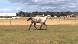 Grey gelding