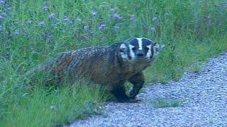 Wisconsin Badger Wild