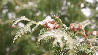 Ice Rains