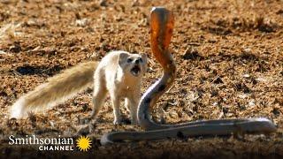 10 Craziest Animal Fights in the Animal Kingdom  Lions, Hippos, Cobras! | Smithsonian Channel