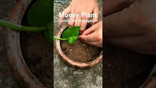 Propagate Money Plant with Cuttings: Quick DIY Tips  #moneyplant #moneyplantpropagation