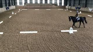 Hawk first ever dressage test